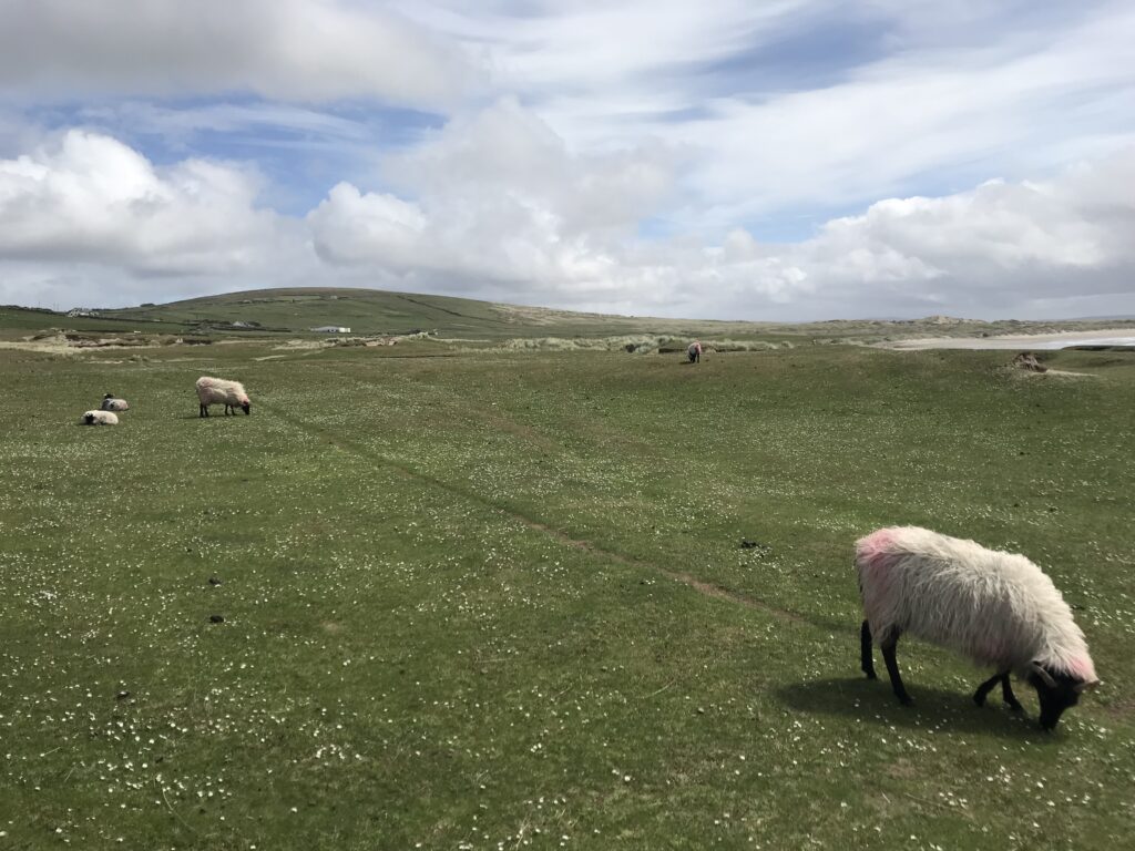 Sheep Grazing on Machair