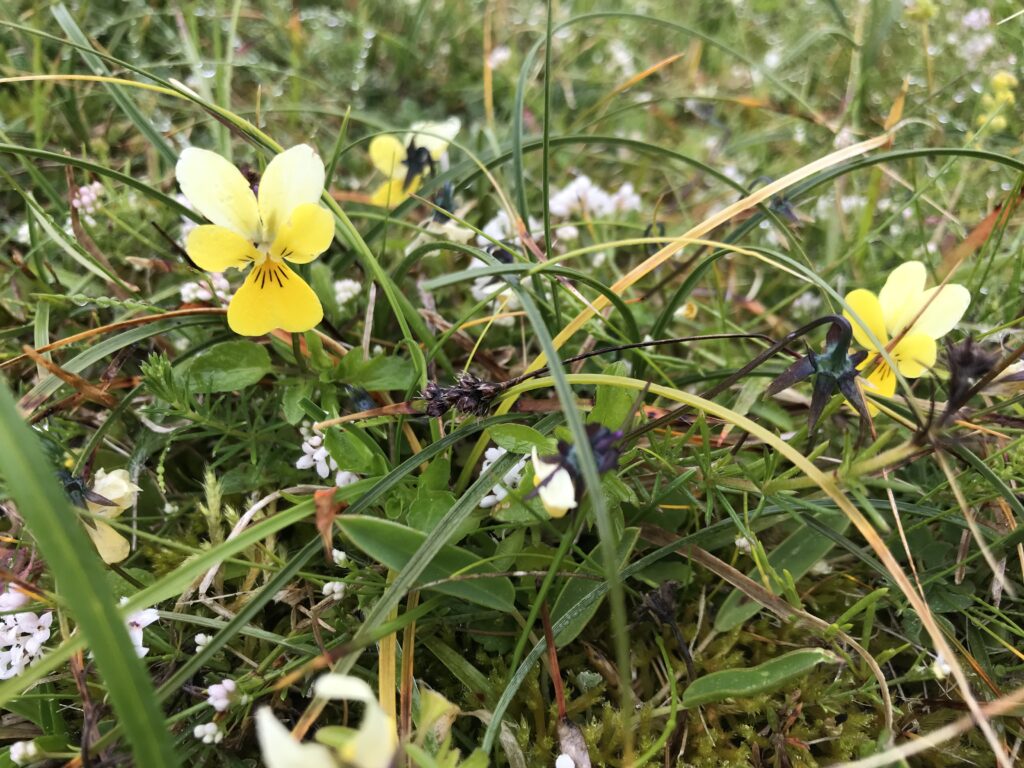 Flora on Machair