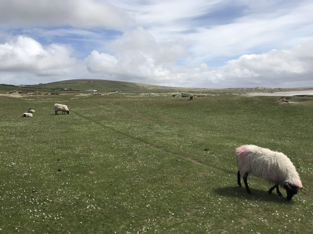 Sheep Grazing