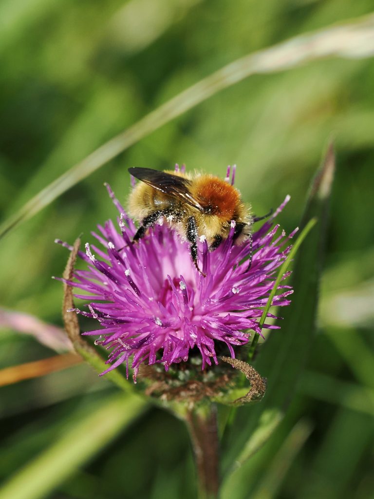 Moss Carder Bumblebee