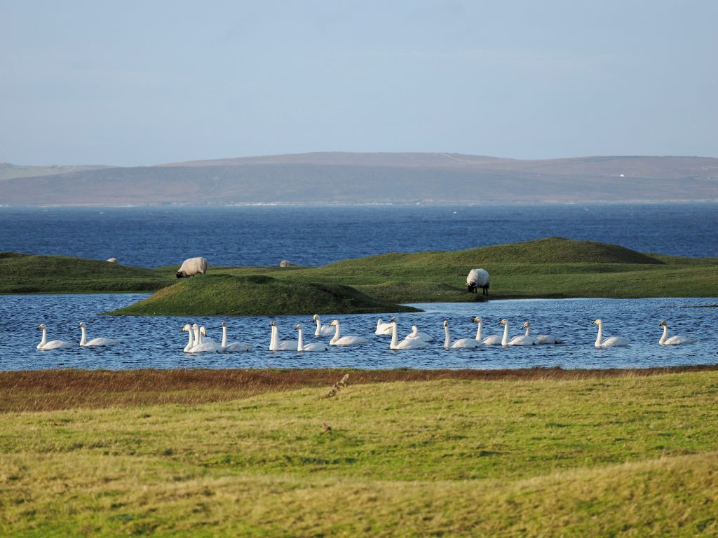 Whooper Swans 