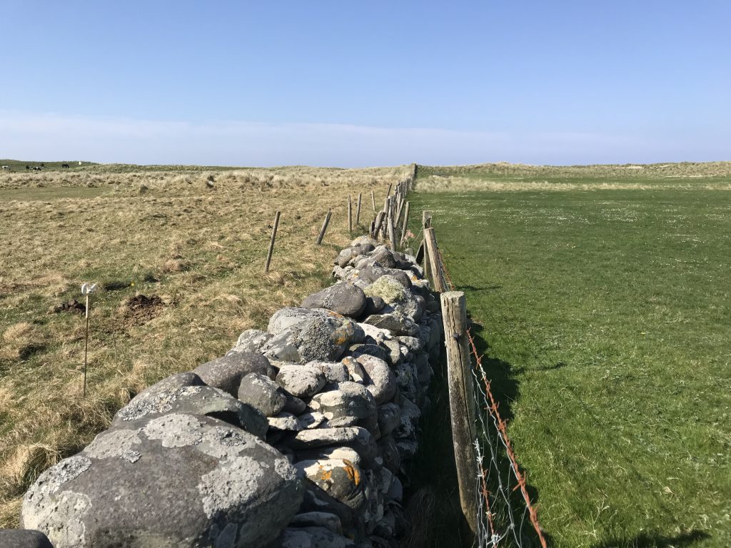 Difference between grazed and ungrazed machair