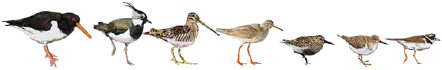 Breeding Waders