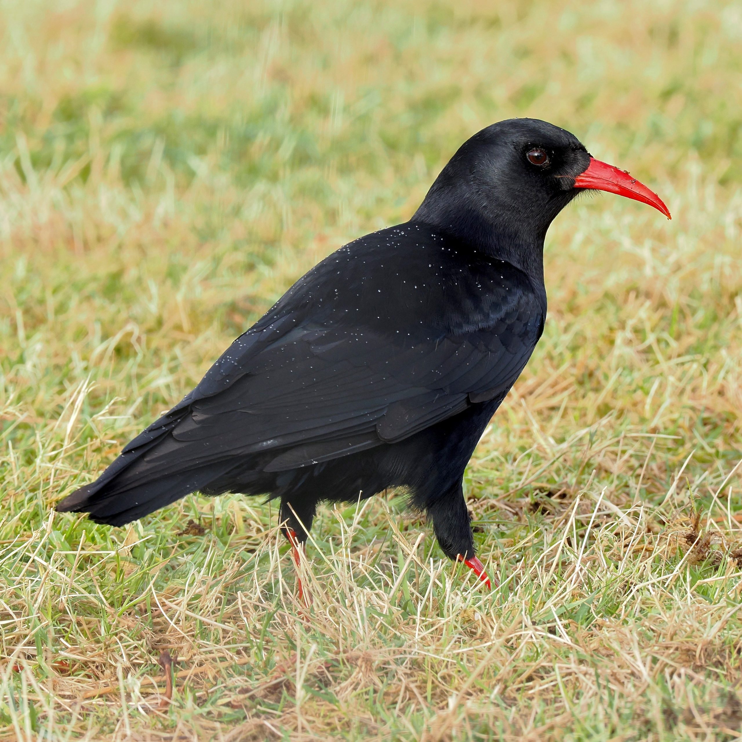 Chough