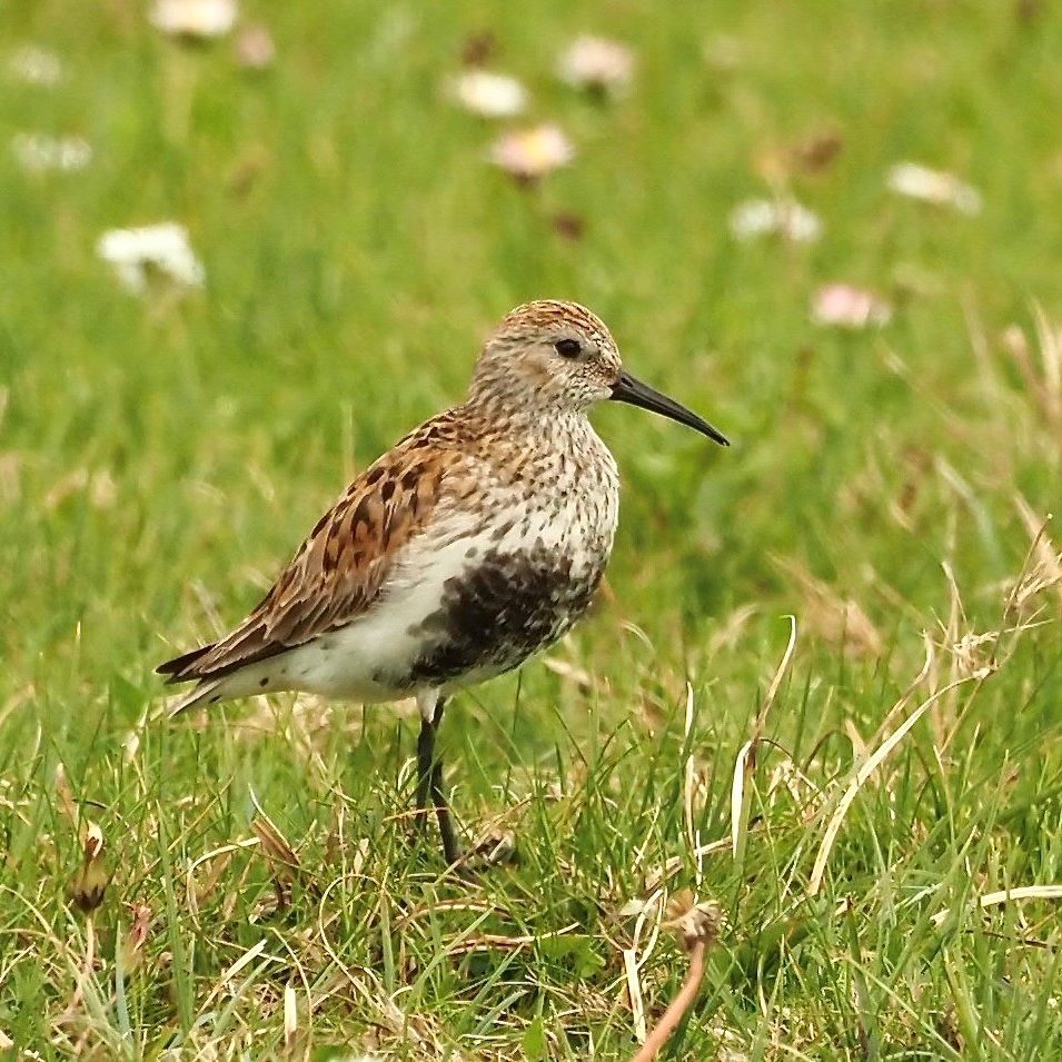 Dunlin