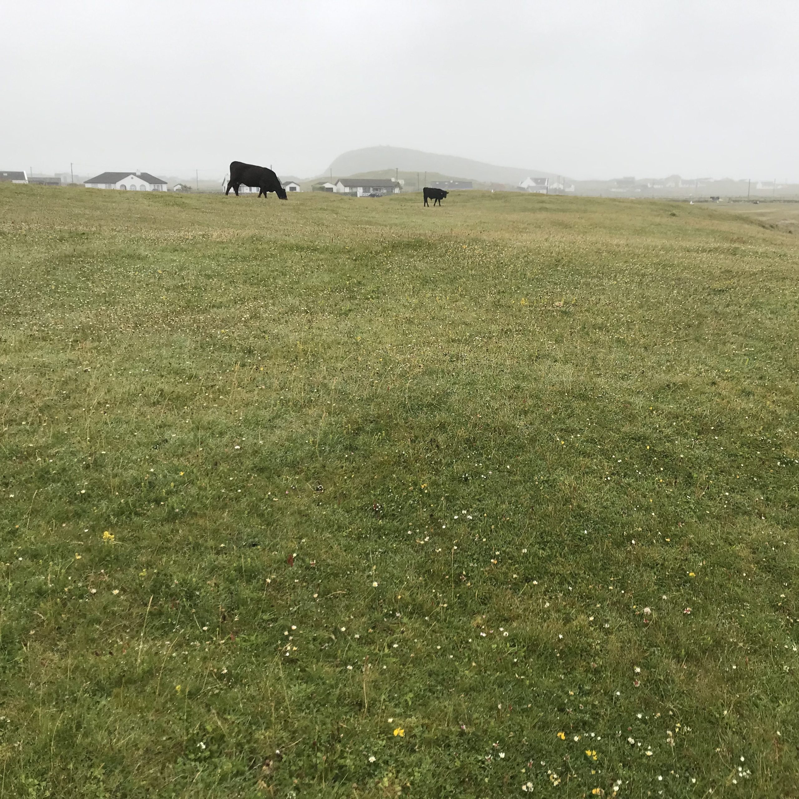 Cattle grazing Machair