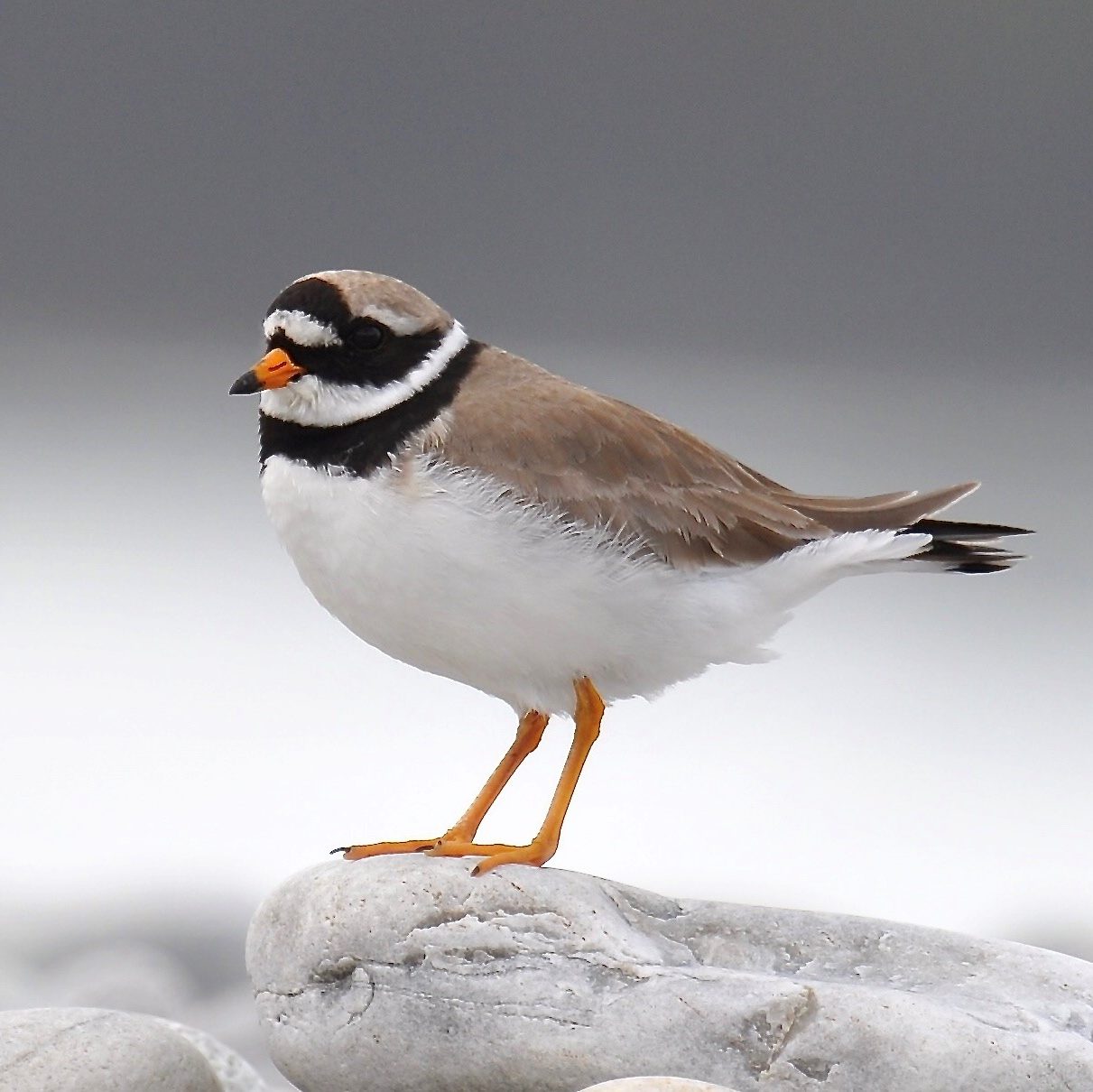 Ringed Plover